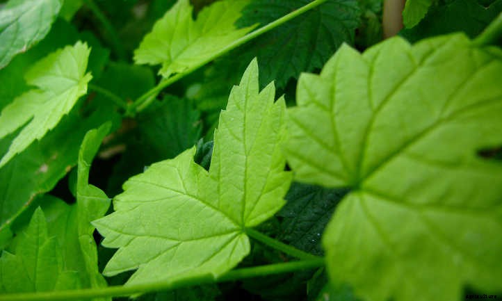 Growing Hops for Home-Brewed Beer