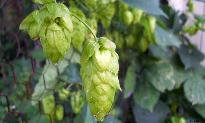 Growing Hops for Home-Brewed Beer