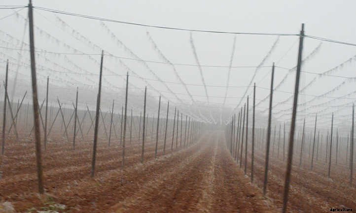 Growing Hops for Home-Brewed Beer