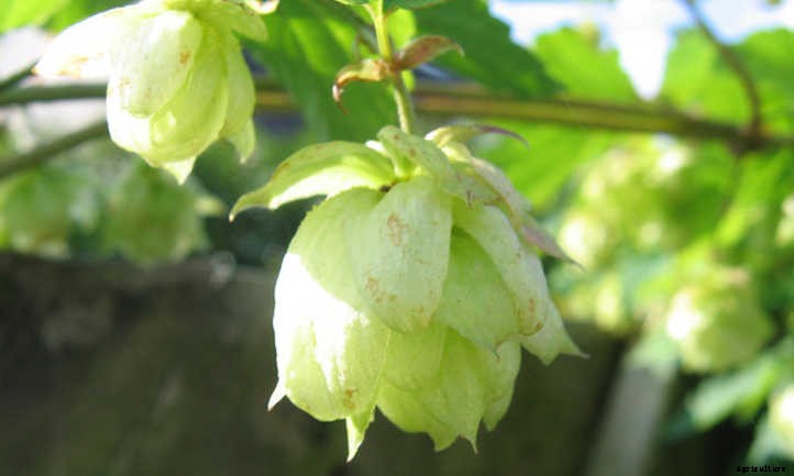 Growing Hops for Home-Brewed Beer