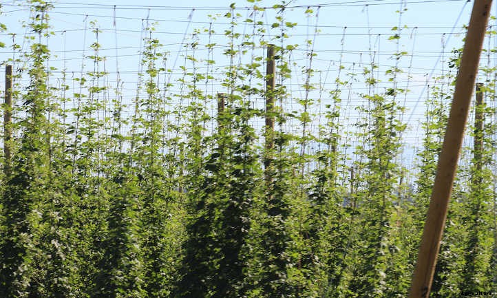 Growing Hops for Home-Brewed Beer