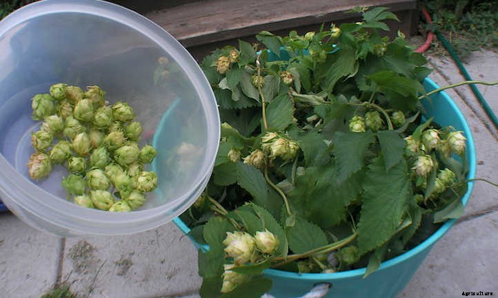 Growing Hops for Home-Brewed Beer