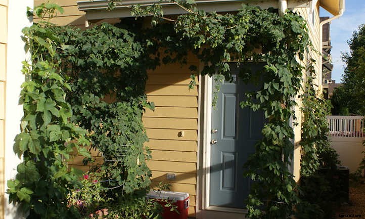 Growing Hops for Home-Brewed Beer