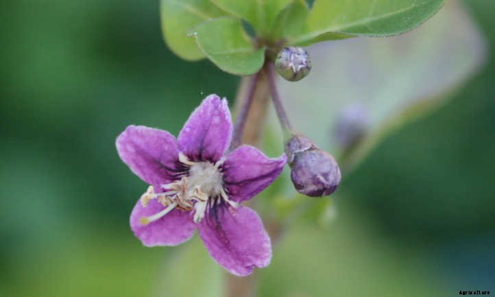 Goji Berry Plant: Tangy Nutritional Powerhouse