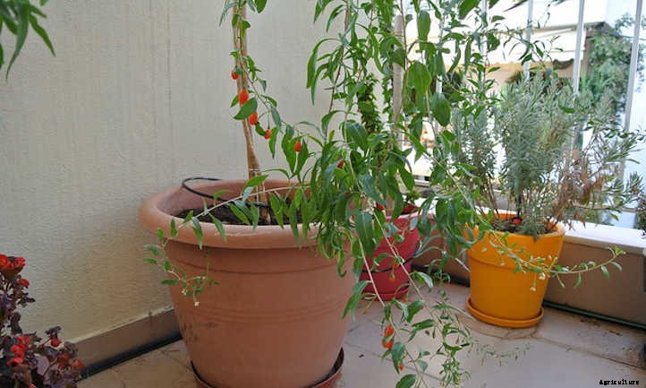 Goji Berry Plant: Tangy Nutritional Powerhouse