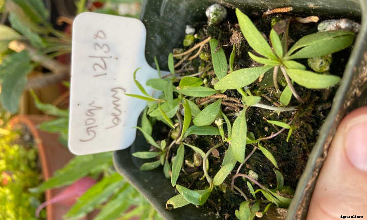 Goji Berry Plant: Tangy Nutritional Powerhouse