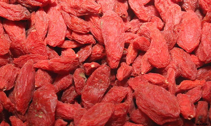 Goji Berry Plant: Tangy Nutritional Powerhouse