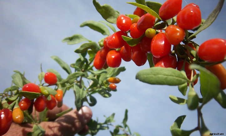 Goji Berry Plant: Tangy Nutritional Powerhouse