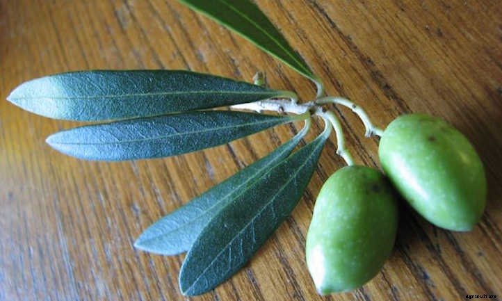 Growing Olives In Your Own Food Forest