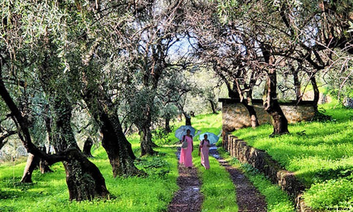 Growing Olives In Your Own Food Forest