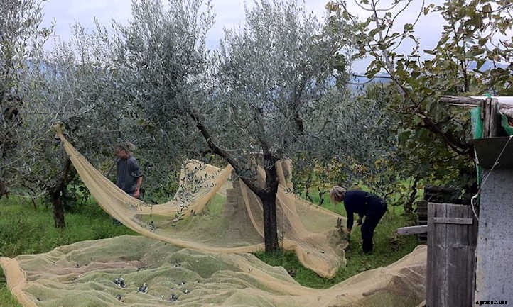 Growing Olives In Your Own Food Forest