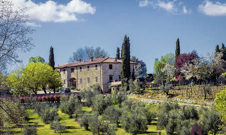 Growing Olives In Your Own Food Forest
