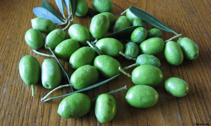 Growing Olives In Your Own Food Forest