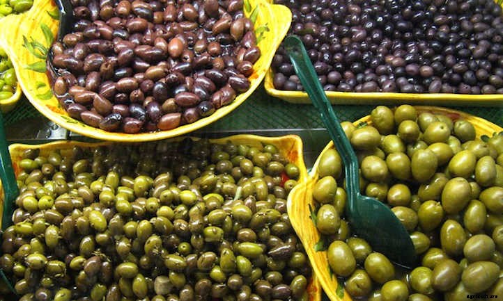 Growing Olives In Your Own Food Forest