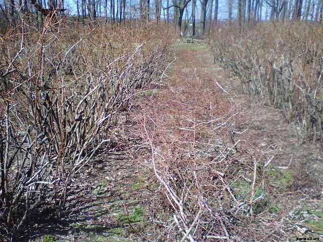 Pruning Blueberries For Bountiful Harvests