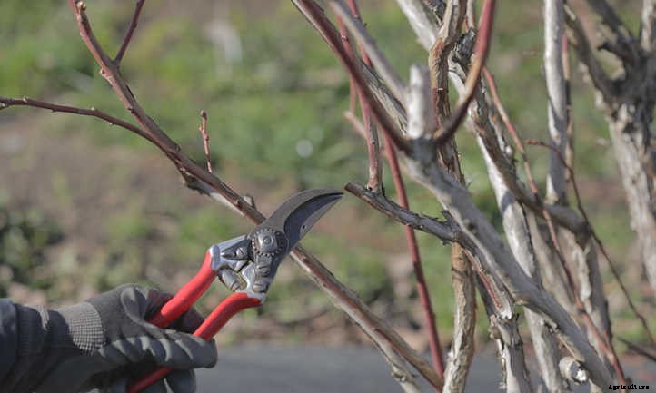 Pruning Blueberries For Bountiful Harvests