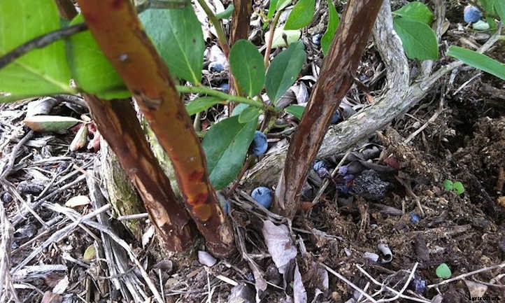Pruning Blueberries For Bountiful Harvests