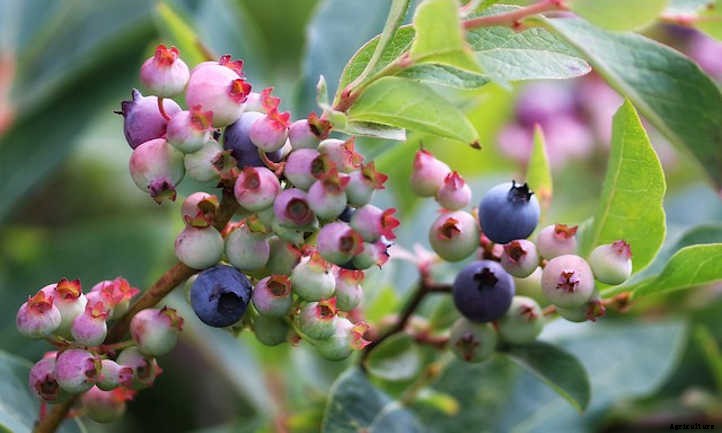 Pruning Blueberries For Bountiful Harvests