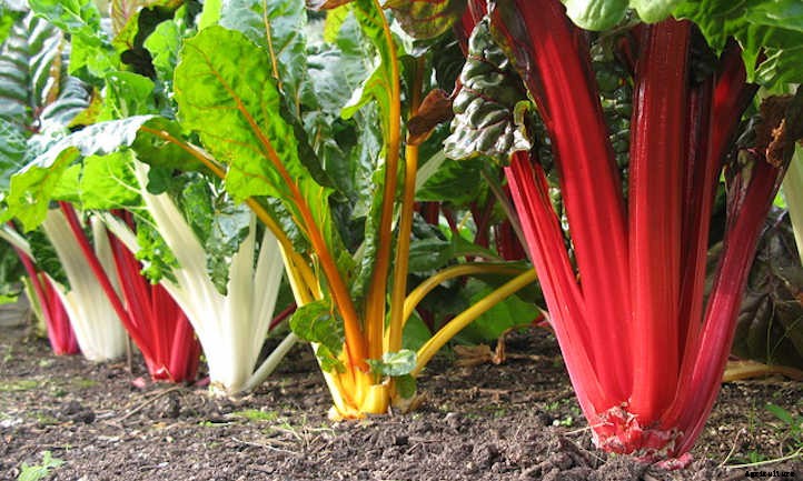 Growing Swiss Chard: Leafy Greens And Tender Stems
