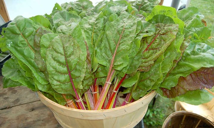 Growing Swiss Chard: Leafy Greens And Tender Stems