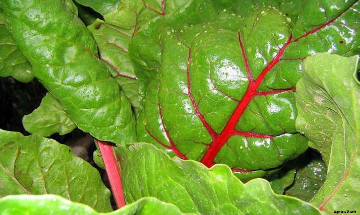 Growing Swiss Chard: Leafy Greens And Tender Stems