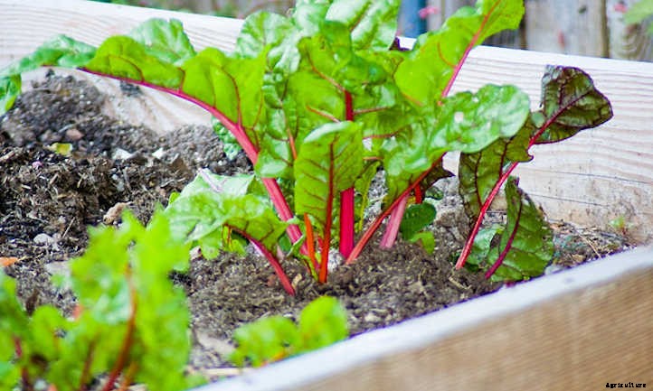 Growing Swiss Chard: Leafy Greens And Tender Stems