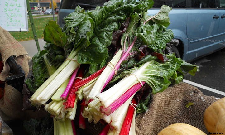 Growing Swiss Chard: Leafy Greens And Tender Stems