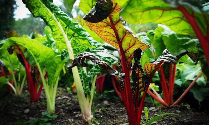 Growing Swiss Chard: Leafy Greens And Tender Stems
