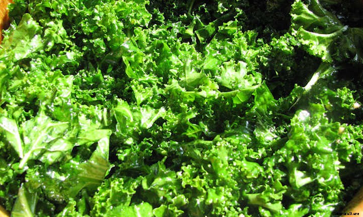 Kale Companion Plants: Friends For Your Greens
