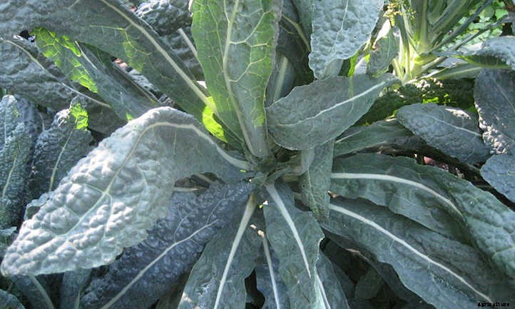 Kale Companion Plants: Friends For Your Greens