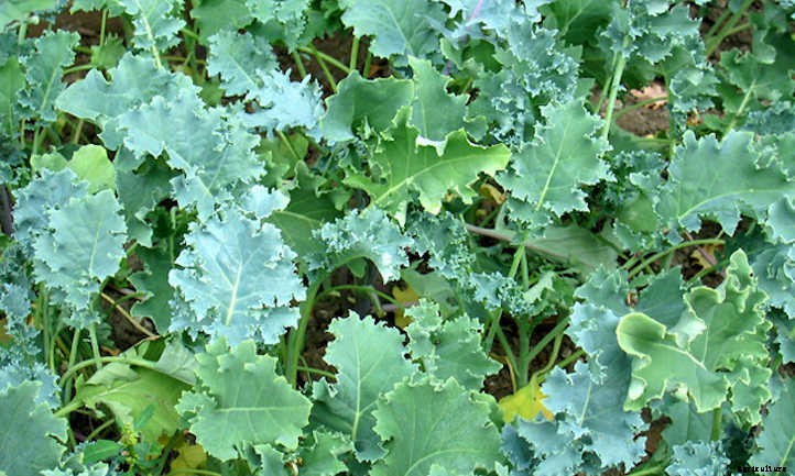 Kale Companion Plants: Friends For Your Greens