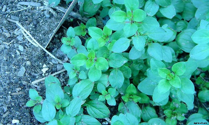 How To Harvest Oregano For Later Use
