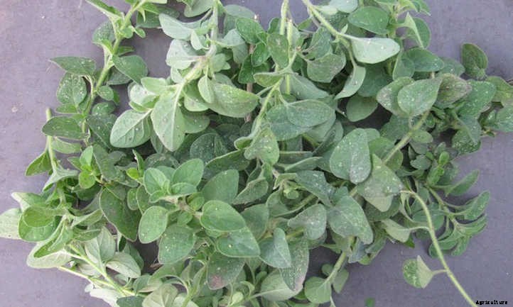 How To Harvest Oregano For Later Use