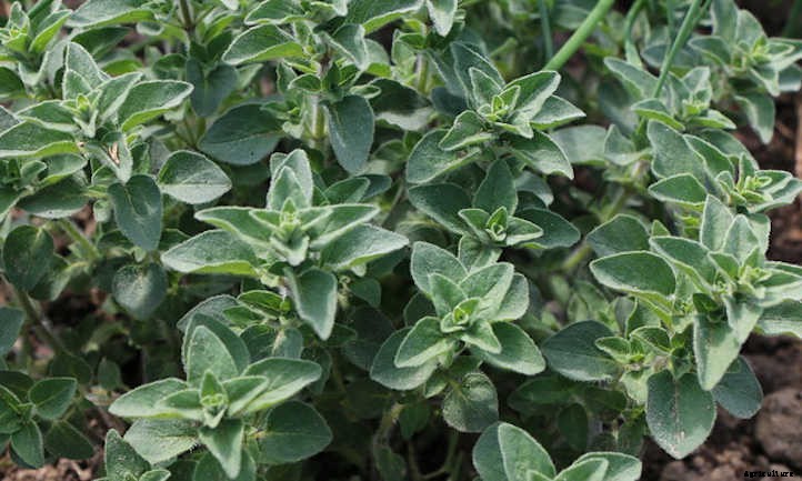 How To Harvest Oregano For Later Use