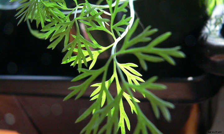 Growing Dill Weed And Seeds In The Garden