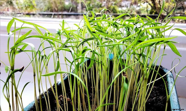 Growing Dill Weed And Seeds In The Garden