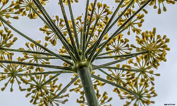 Growing Dill Weed And Seeds In The Garden