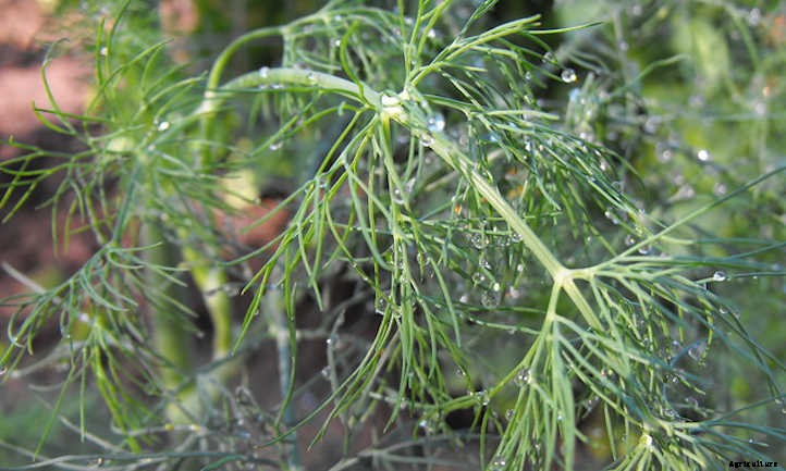Growing Dill Weed And Seeds In The Garden
