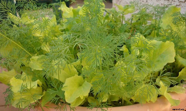Growing Dill Weed And Seeds In The Garden