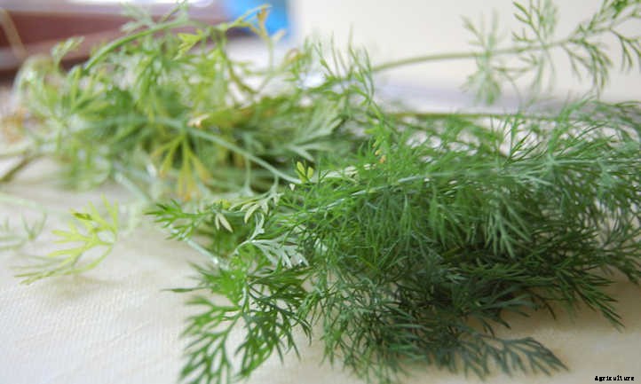 Growing Dill Weed And Seeds In The Garden