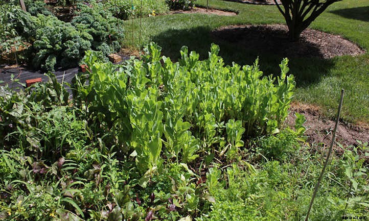 Lettuce Bolting: Can It Be Stopped?