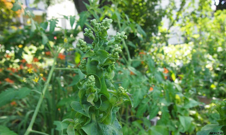 Lettuce Bolting: Can It Be Stopped?