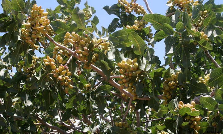 Pistachio Tree Care: Plant, Care, And Harvest The Nuts
