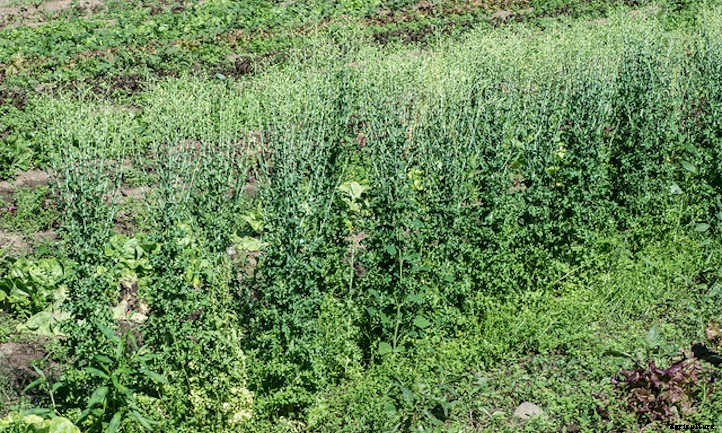 Lettuce Bolting: Can It Be Stopped?