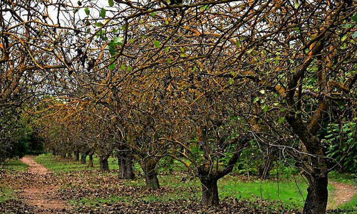 Pistachio Tree Care: Plant, Care, And Harvest The Nuts