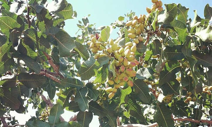 Pistachio Tree Care: Plant, Care, And Harvest The Nuts