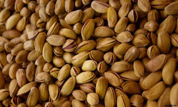 Pistachio Tree Care: Plant, Care, And Harvest The Nuts