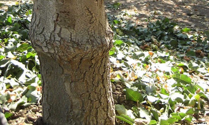 Pistachio Tree Care: Plant, Care, And Harvest The Nuts