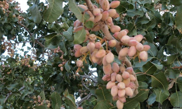 Pistachio Tree Care: Plant, Care, And Harvest The Nuts