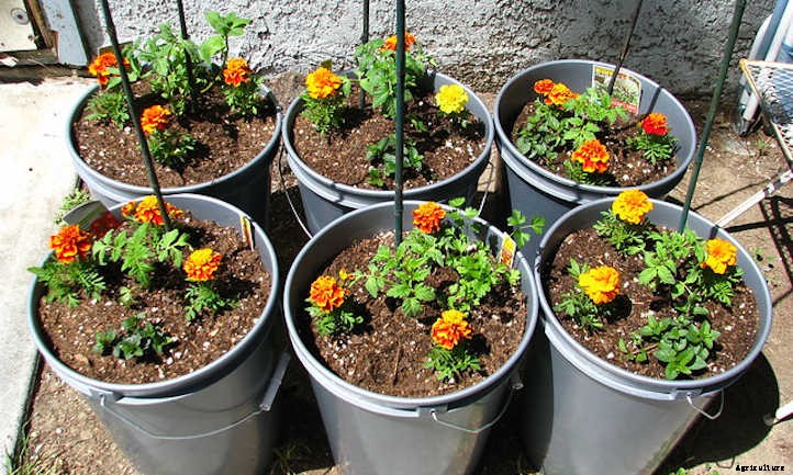 Cilantro Companion Plants: Choosing Good Neighbors